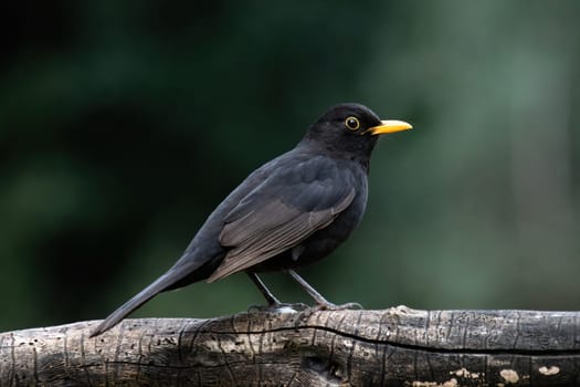 Close up portrait of male turdus merula