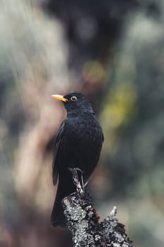 Close up portrait of male turdus merula