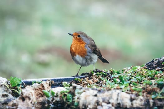 Red Robin (Erithacus rubecula) bird close up in the spring garden