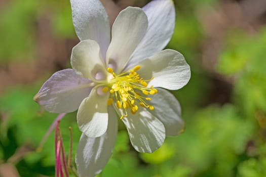 Oblique View of a Colorado Columbine in Cedar Breaks National Monument in Utah