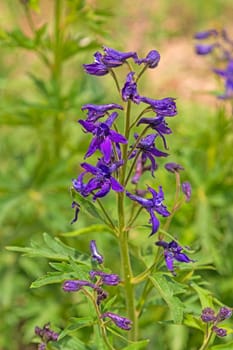 Subalpine Larkspur in a Mountain Meadow in Cedar Breaks National Monument in Utah