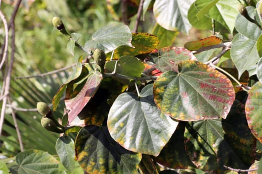Talipariti elatum (Syn. Hibicus elatus), Gran Canaria, San Agustin