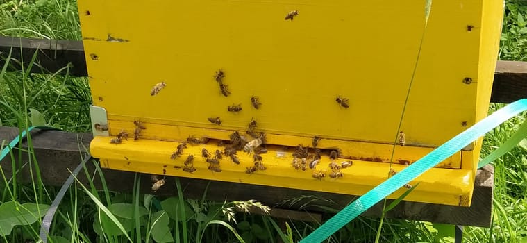 Hives with bees. Beekeeping. Hives standing in nature, and are painted yellow, green and blue. Plants are honey plants. Apiary in Serbia. Bees collect flower nectar and turn it into honey.