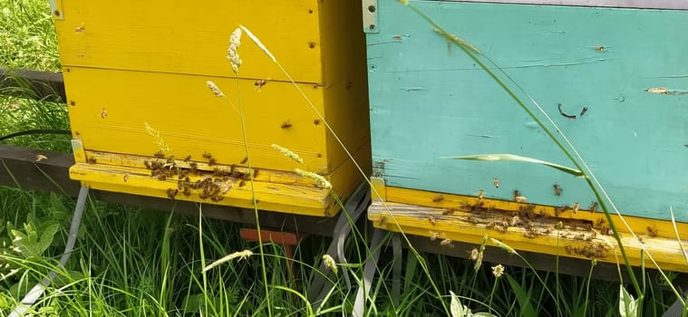 Hives with bees. Beekeeping. Hives standing in nature, and are painted yellow, green and blue. Plants are honey plants. Apiary in Serbia. Bees collect flower nectar and turn it into honey.