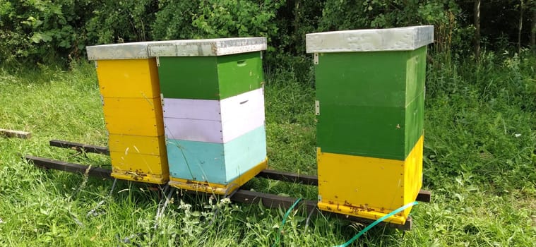 Hives with bees. Beekeeping. Hives standing in nature, and are painted yellow, green and blue. Plants are honey plants. Apiary in Serbia. Bees collect flower nectar and turn it into honey.
