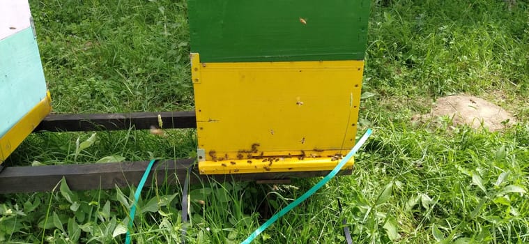 Hives with bees. Beekeeping. Hives standing in nature, and are painted yellow, green and blue. Plants are honey plants. Apiary in Serbia. Bees collect flower nectar and turn it into honey.