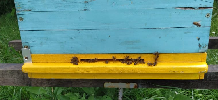 Hives with bees. Beekeeping. Hives standing in nature, and are painted yellow, green and blue. Plants are honey plants. Apiary in Serbia. Bees collect flower nectar and turn it into honey.
