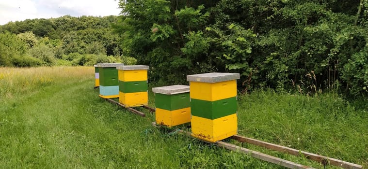 Hives with bees. Beekeeping. Hives standing in nature, and are painted yellow, green and blue. Plants are honey plants. Apiary in Serbia. Bees collect flower nectar and turn it into honey.