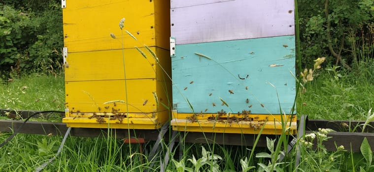 Hives with bees. Beekeeping. Hives standing in nature, and are painted yellow, green and blue. Plants are honey plants. Apiary in Serbia. Bees collect flower nectar and turn it into honey.