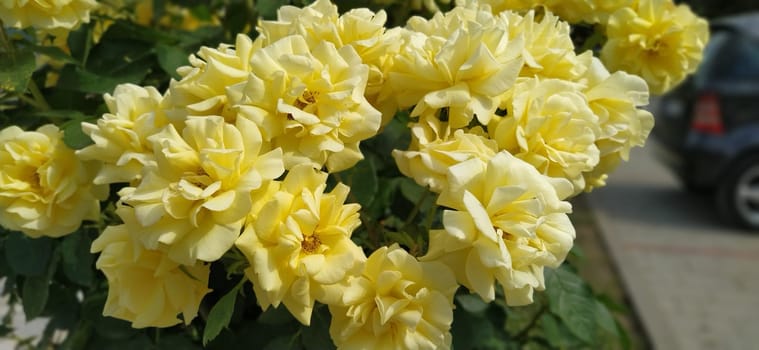 beautiful yellow roses close-up. Bush of remantant roses in the garden near the parking lot. Many roses.