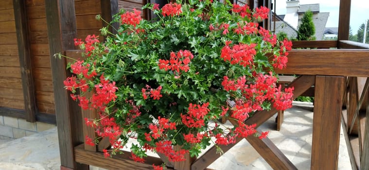 Beautiful abundantly blooming red ivy geraniums pelargoniums on a terrace or balcony. Wooden fence or dark wood terrace railing.