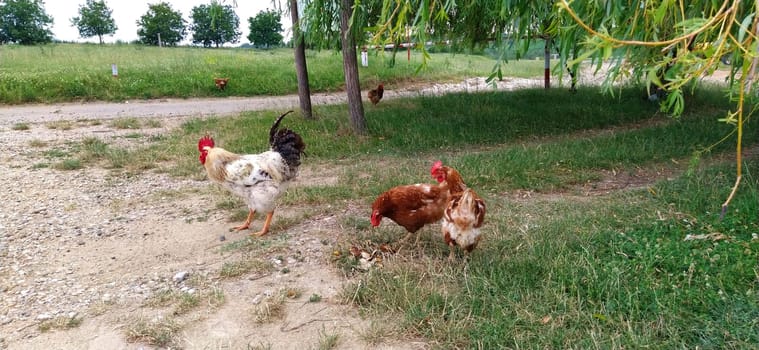 Free range chicken on a traditional poultry farm. Three roosters looking for food in the grass. One white chicken and two chicken with brown feathers. Three birds.