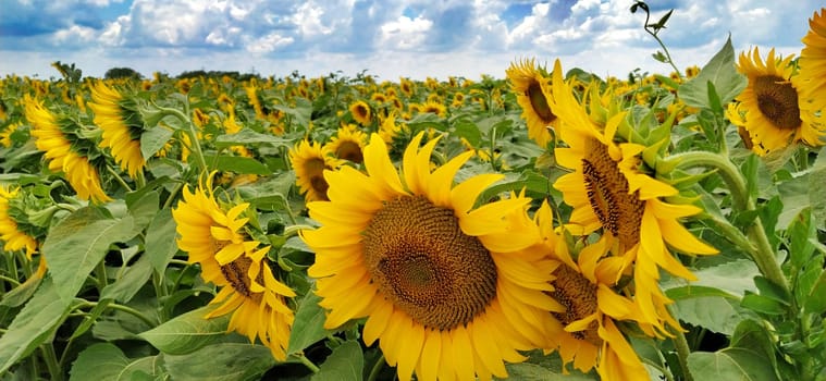 Field of blooming sunflowers. Beautiful yellow large flowers with a dark middle. Agricultural concept. Large green leaves with yellow pollen fallen on them. Landscape or panorama.Blue sky with clouds.