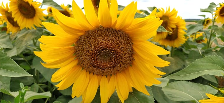 Field of blooming sunflowers. Beautiful yellow large flowers with a dark middle. Agricultural concept. Large green leaves with yellow pollen fallen on them. Landscape or panorama.Blue sky with clouds.