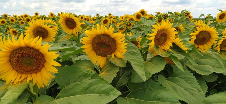 Field of blooming sunflowers. Beautiful yellow large flowers with a dark middle. Agricultural concept. Large green leaves with yellow pollen fallen on them. Landscape or panorama.Blue sky with clouds.