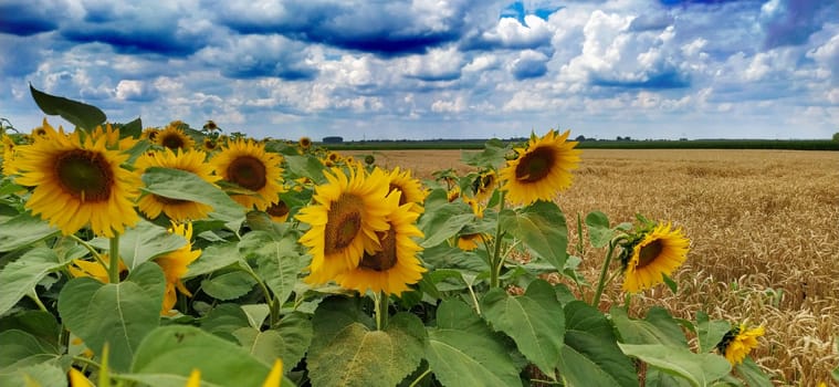 Field of blooming sunflowers. Beautiful yellow large flowers with a dark middle. Agricultural concept. Large green leaves with yellow pollen fallen on them. Landscape or panorama.Blue sky with clouds.