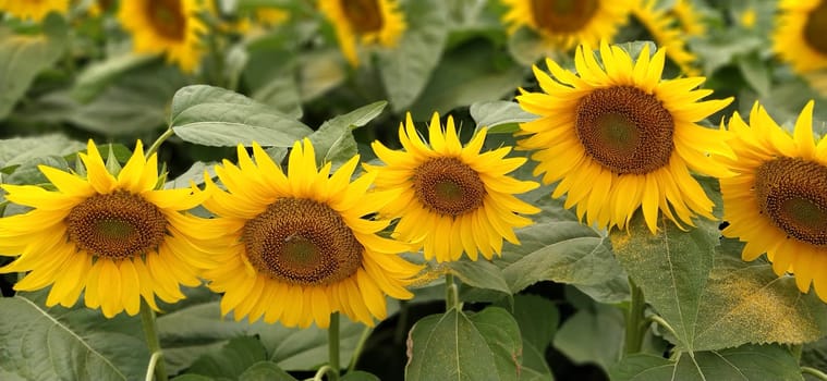 Field of blooming sunflowers. Beautiful yellow large flowers with a dark middle. Sunflower seeds. Agricultural concept. Large green leaves with yellow pollen fallen on them.