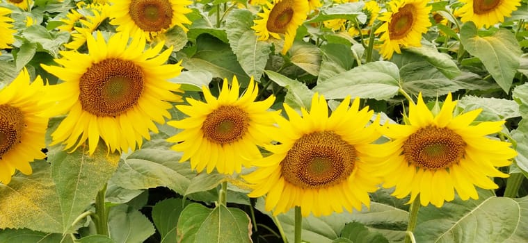 Field of blooming sunflowers. Beautiful yellow large flowers with a dark middle. Sunflower seeds. Agricultural concept. Large green leaves with yellow pollen fallen on them. Close up.