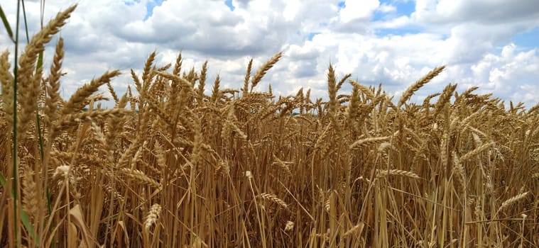 Wheat field. Seeds of golden wheat close-up. Beautiful nature. Rural landscapes under the shining sunlight. The concept of rich harvest and agricultural labor. Cereal plants on the field
