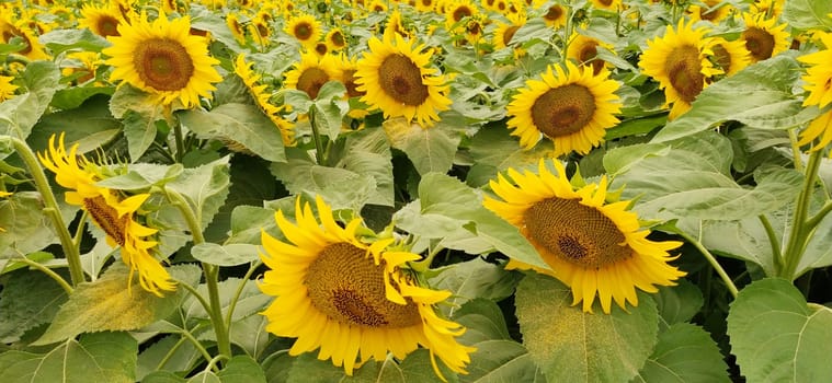 Field of blooming sunflowers. Beautiful yellow large flowers with a dark middle. Sunflower seeds. Agricultural concept. Large green leaves with yellow pollen fallen on them. Close up.