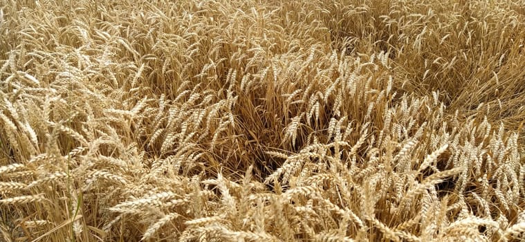 Wheat field. Seeds of golden wheat close-up. Beautiful nature. Rural landscapes under the shining sunlight. The concept of rich harvest and agricultural labor. Cereal plants on the field