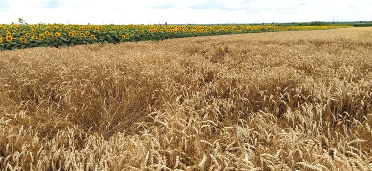 Wheat field. Seeds of golden wheat close-up. Beautiful nature. Rural landscapes under the shining sunlight. The concept of rich harvest and agricultural labor. Cereal plants on the field