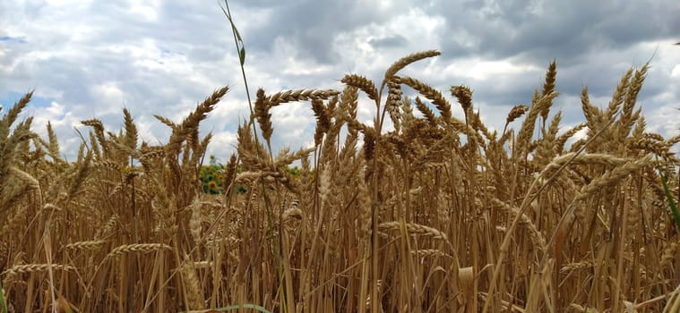 Wheat field. Seeds of golden wheat close-up. Beautiful nature. Rural landscapes under the shining sunlight. The concept of rich harvest and agricultural labor. Cereal plants on the field