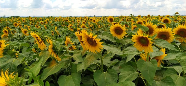 Field of blooming sunflowers. Beautiful yellow large flowers with a dark middle. Agricultural concept. Large green leaves with yellow pollen fallen on them. Landscape or panorama.Blue sky with clouds.
