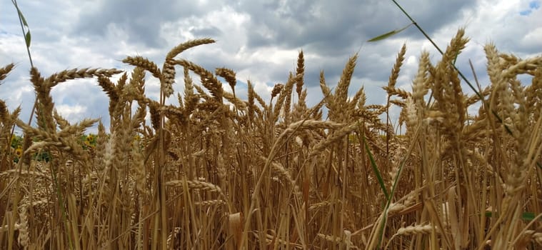 Wheat field. Seeds of golden wheat close-up. Beautiful nature. Rural landscapes under the shining sunlight. The concept of rich harvest and agricultural labor. Cereal plants on the field