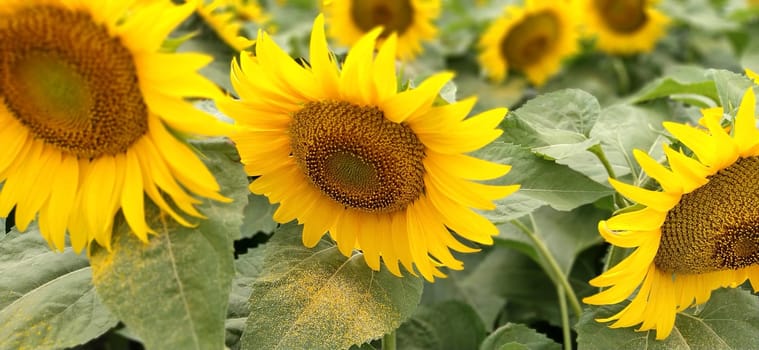 Field of blooming sunflowers. Beautiful yellow large flowers with a dark middle. Sunflower seeds. Agricultural concept. Large green leaves with yellow pollen fallen on them. Close up.