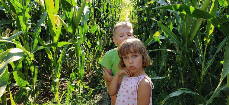 Children in the corn. A boy and a girl of 6 and 7 years old walk along the path between tall corn plants. Playing in the field. Looking into the camera. Summer time. Children with blond hair