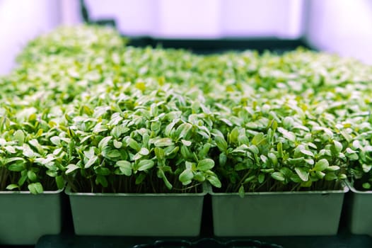 micro sprouts in a farm under lamps