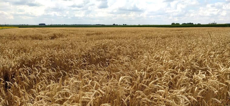 Wheat field. Seeds of golden wheat close-up. Beautiful nature. Rural landscapes under the shining sunlight. The concept of rich harvest and agricultural labor. Cereal plants on the field