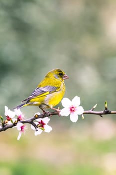 European Greenfinch-The European Greenfinch, or just Greenfinch (Carduelis chloris), is a small passerine bird in the finch family Fringillidae.
