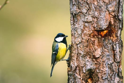 great tit (Parus major) in the autumn entourage. The great tit (Parus major) is a passerine bird in the tit family Paridae.