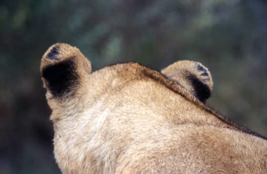 Lion (Panthera leo), Moremi Wildlife Reserve, Ngamiland, Botswana, Africa