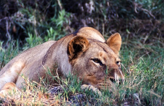 Lion (Panthera leo), Moremi Wildlife Reserve, Ngamiland, Botswana, Africa