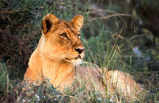Lion (Panthera leo), Moremi Wildlife Reserve, Ngamiland, Botswana, Africa