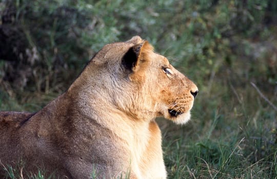 Lion (Panthera leo), Moremi Wildlife Reserve, Ngamiland, Botswana, Africa