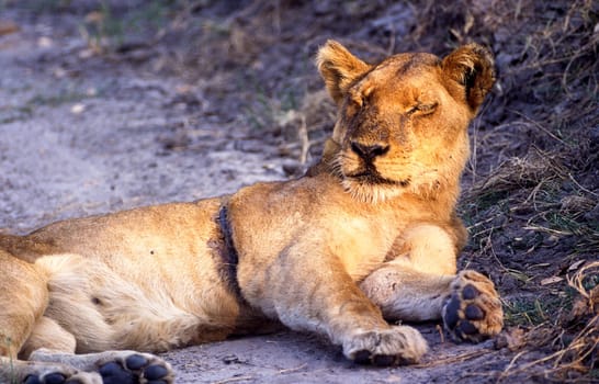 Lion (Panthera leo), Moremi Wildlife Reserve, Ngamiland, Botswana, Africa