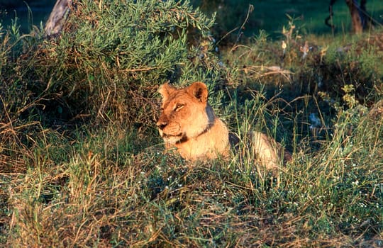 Lion (Panthera leo), Moremi Wildlife Reserve, Ngamiland, Botswana, Africa