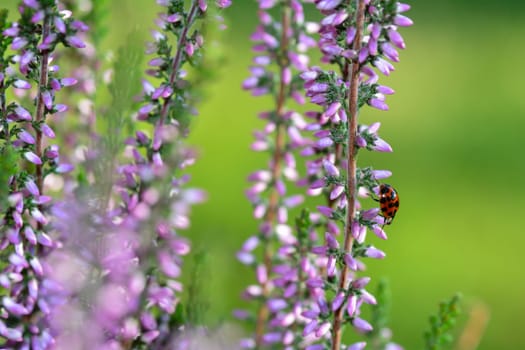 A red ladybird (Coccinellidae) on pink flowers of Heather