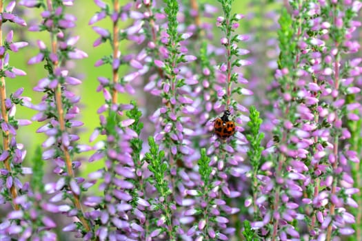 A red ladybird (Coccinellidae) on pink flowers of Heather