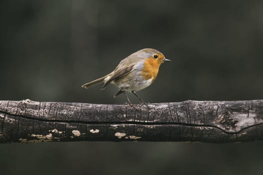 Red Robin (Erithacus rubecula) bird close up in the spring garden