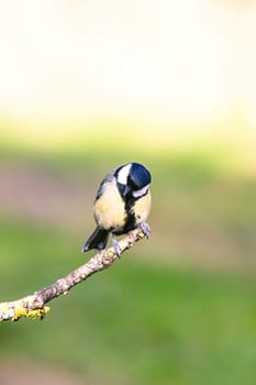 great tit (Parus major) in the autumn entourage. The great tit (Parus major) is a passerine bird in the tit family Paridae.