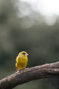 European Greenfinch-The European Greenfinch, or just Greenfinch (Carduelis chloris), is a small passerine bird in the finch family Fringillidae.