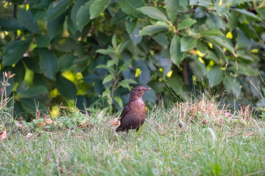 A female blackbird ( Turdus merula ) stands in a meadow in the wild