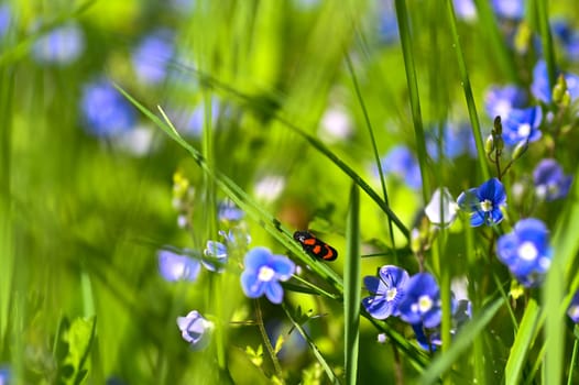 A leafhopper ( Cercopidae ) sits on a plant in a green meadow between blue flowers