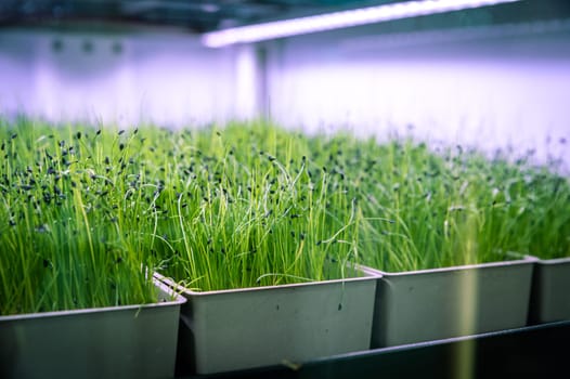micro sprouts in a farm under lamps