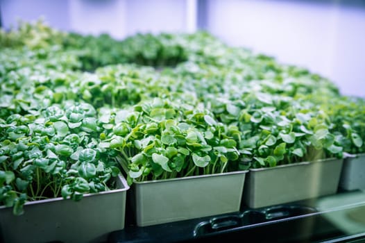 micro sprouts in a farm under lamps